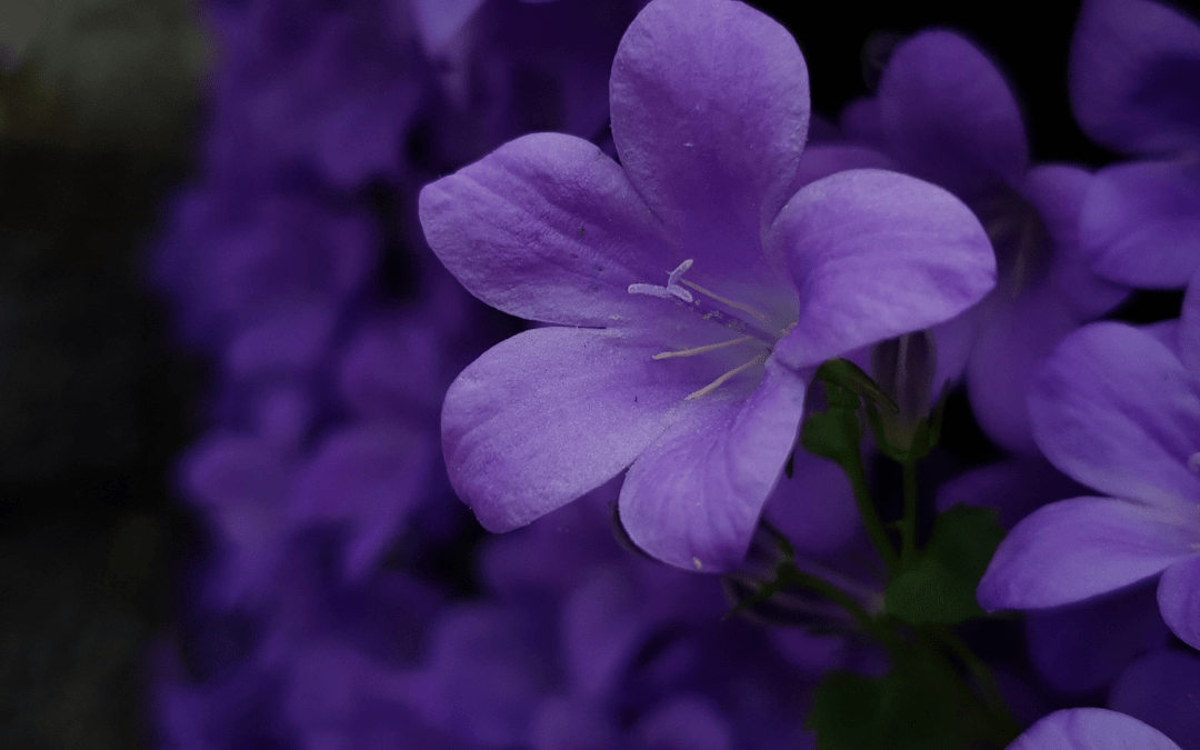 Violette