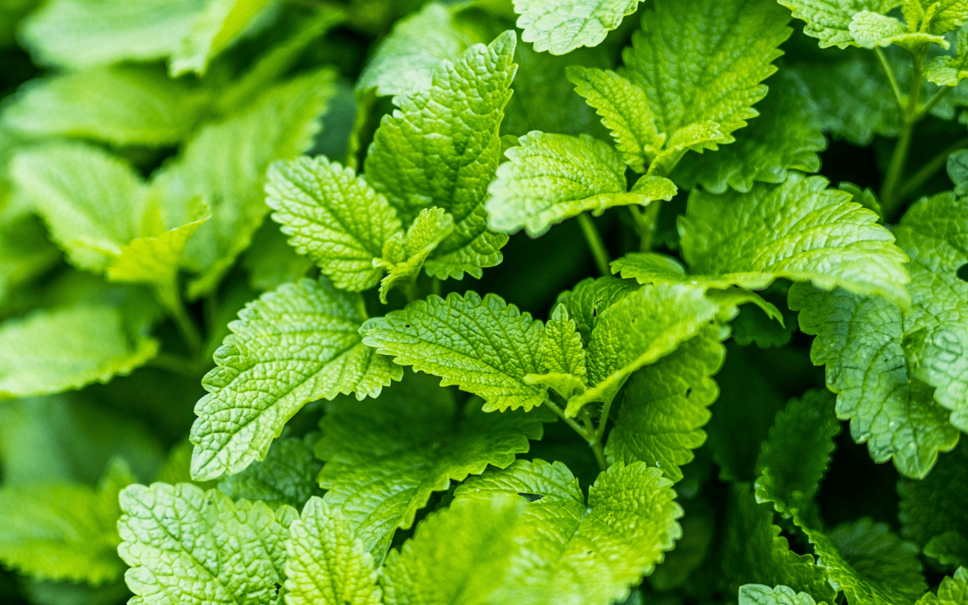 Menthe verte infusée