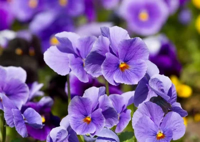 Violette-champs