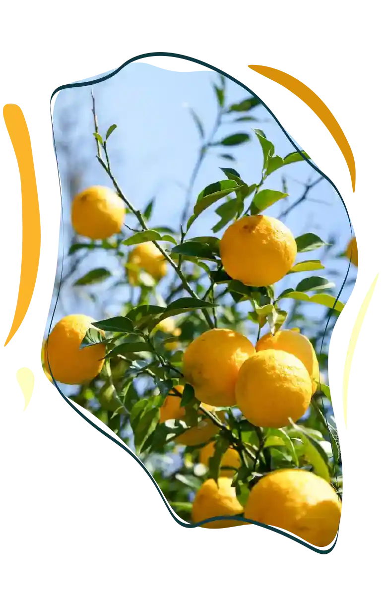 yuzu-ingrédients-langelys yuzu-ingrédients-langelys
